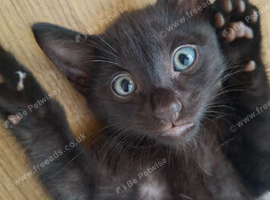 4 GORGEOUS KITTENS LEFT.