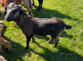 Derek castrated Boer x goat kid