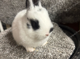 Netherland dwarf babies