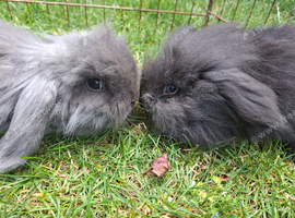 minilop x lionhead baby rabbits