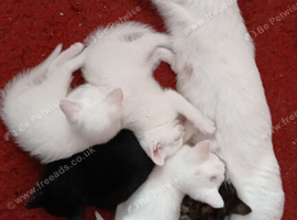 Ready to go 1 Black Female Kitten
