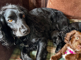 1 girl left! Cocker spaniel x chihuahua puppy