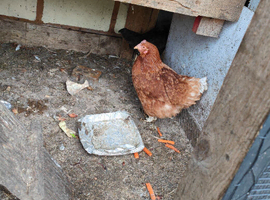 Common brown laying hen with another black layer