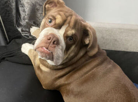 Lilac blue bulldog
