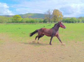 Quality Welsh section C mare.