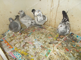 GERMEN BUTE HOMN..PLUS 3 RACING PIGEONS