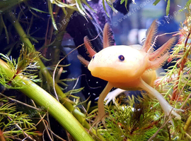 Axolotls, various colours, quantity discount available
