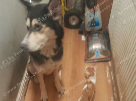 Urgent home needed 4 year old husky cross jermen shepherd