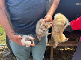 Micro ferrets