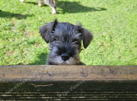 Minature Shnauzer Puppy