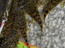 L519 honeycomb/rio Itenez plecos - 4cm approx