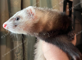 Half micro ferret hob