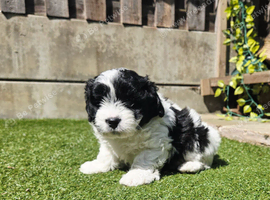 Stunning Lhasapoo Puppies Ready Next Week!