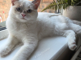 Persian/ ragdoll kitten