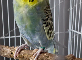 female exhibition budgie
