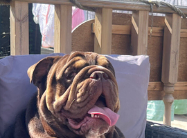 17 month old English bulldog