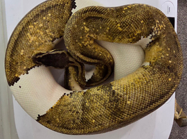Royal/Ball Pythons for sale
