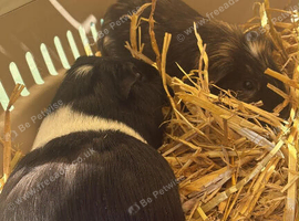 Two male guinea pigs