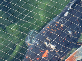 Koi for sale