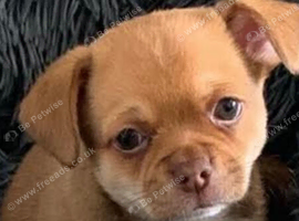 Stunning short haired boy chihuahua