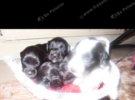 Cocker spaniels