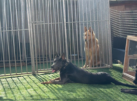 Blue German shepherd