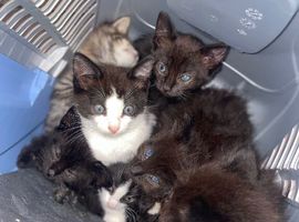 Beautiful kittens ready to leave now