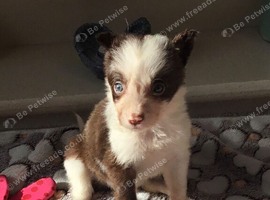 I now only have 4 red and white puppies left available from a stunning mixed litter of border collies.