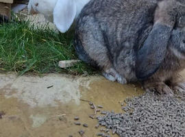 Young lop eared rabbits