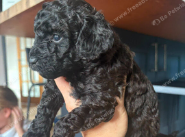 Cavapoo puppies 1 left