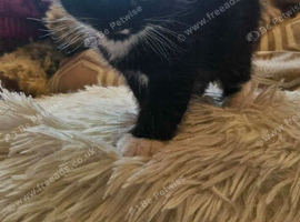 Kitten