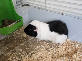 Rehome