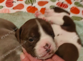 English bulldog puppies