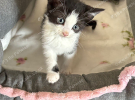 1 black and white 8 week old male.