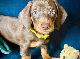 KC miniature dachshund boy