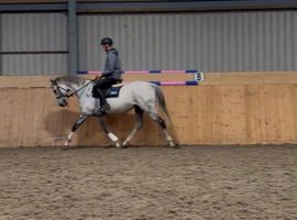 Lovely safe Grey gelding -thoroughbred