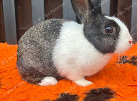 Beautiful Baby Female Dutch Rabbit 10 Weeks Old