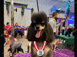Stunning proven phantom fullpoodle stud