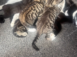 Kittens available