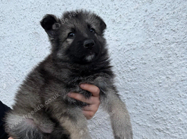 Stunning kc reg grey sable dark sable and Black and Tan
