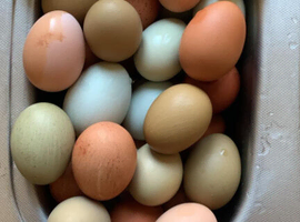 Hens for sale &pound;15