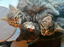 2 girls 1 boy kitten