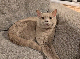 Pedigree british shorthairs