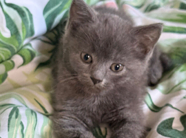 Male British shorthair