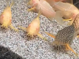 Albino Sterbai available