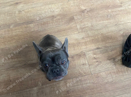 Frenchie