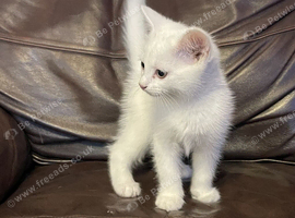 Playful White Kittens