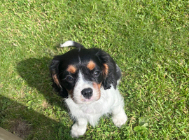 Gorgeous Cavalier Puppies