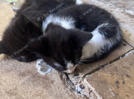 2 mixbred mainecoon kittens ready to go ASAP