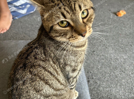 Beautiful and fluffy family male cat